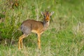 Male Kirks Dikdik Portrait Royalty Free Stock Photo