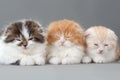 Male kitten scottish fold breed