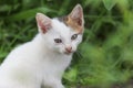 a male kitten is standing and looking at the camera in cream, black and white, Aceh-Indonesia