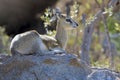 Male klipspringer resting on large boulder in the early morning Royalty Free Stock Photo