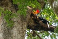 Male Knobbed hornbill Rhyticeros cassidix at a nesting site in Tangkoko National Park, Indonesia