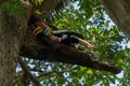 Male Knobbed hornbill Rhyticeros cassidix at a nesting site in Tangkoko National Park, Indonesia