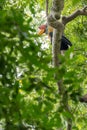 Male Knobbed hornbill Rhyticeros cassidix at a nesting site in Tangkoko National Park, Indonesia