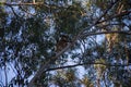 Male koala climbing on the top of a eucalypt tree Royalty Free Stock Photo