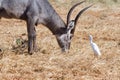 Male Kobus defassa with bird - Tsavo, Kenya