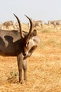 Male Kobus defassa - Tsavo, Kenya