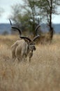 Male Kudu