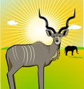 A Male Kudu