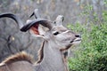 Male Kudu Royalty Free Stock Photo