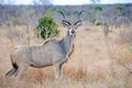 Male Kudu Royalty Free Stock Photo