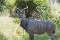 Male Kudu Antelope in African Bush, Kudu in Botswana