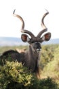Male Kudu Antelope Royalty Free Stock Photo