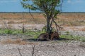 Male kudu antelope lie under a tree at Etosha National Park, Namibia Royalty Free Stock Photo