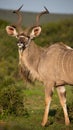 Male Kudu Antelope with Long Horns Royalty Free Stock Photo