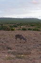 Male kudu antelope with spiral horns grazing in the wild