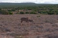 Male kudu antelope with spiral horns walking in the wild