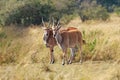 Male kudu antelope Tragelaphus strepsiceros in natural habitat, Etosha National Park, Namibia Royalty Free Stock Photo