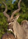 Male Kudu - Botswana Royalty Free Stock Photo