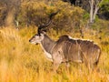 Male kudu buck