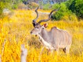 Male kudu buck