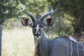 Male Kudu Antelope in African Bush, Kudu in Botswana Royalty Free Stock Photo