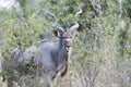 Male Kudu Antelope in African Bush, Kudu in Botswana