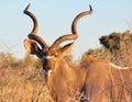 Male Kudu in Etosha Royalty Free Stock Photo