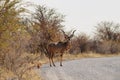 Male Kudu in Etosha Royalty Free Stock Photo