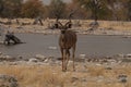 A male kudu facing the viewer after drinking water at a rocky waterhole at the Etosha National Park, Namibia, South Africa Royalty Free Stock Photo