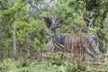 A male kudu grazing in the bush, Kruger National Park, South Africa. Royalty Free Stock Photo