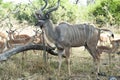 Male Kudu, Greater Kudu Antelope in Africa Royalty Free Stock Photo