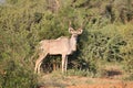 Male Kudu in the South African bush veld