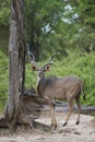 Male Kudu in South Luangwa National Park, Zambia