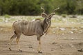 Male Kudu standing in field