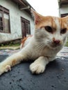 A male kuncing is orange white, staring at the carpet