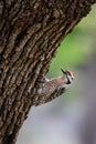 Male ladder-backed woodpecker on an oak tree