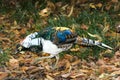 Male Lady Amherst`s pheasant Chrysolophus amherstiae