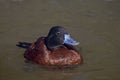 Male Lake Duck, Oxyura vittata, relaxed on the water