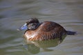 Male Lake Duck, Oxyura vittata, resting on the water