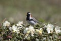 Male LAPLAND BUNTING that sits on a flowering Labrador tea bush