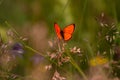 Male large copper butterfly Lycaena dispar on daisy leucanthemum blossom in mountain meadow of Pfossental Naturpark Texe