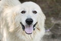 Large fluffy white long hair Great Pyrenees dog panting