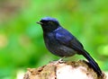 Male of Large Niltava (Niltava grandis) the beautiful dark blue