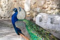 Male large peacock in Lisbon