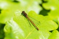 Male Large Red Damselfly