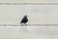 Male Lark Bunting Calamospiza melanocorys Perched on Barbed Wire Royalty Free Stock Photo