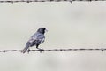 Male Lark Bunting Calamospiza melanocorys Perched on Barbed Wire Royalty Free Stock Photo
