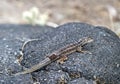 Male Lava Lizard