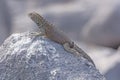 Male Lava Lizard on a Rock