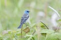 Male Lazuli bunting Royalty Free Stock Photo